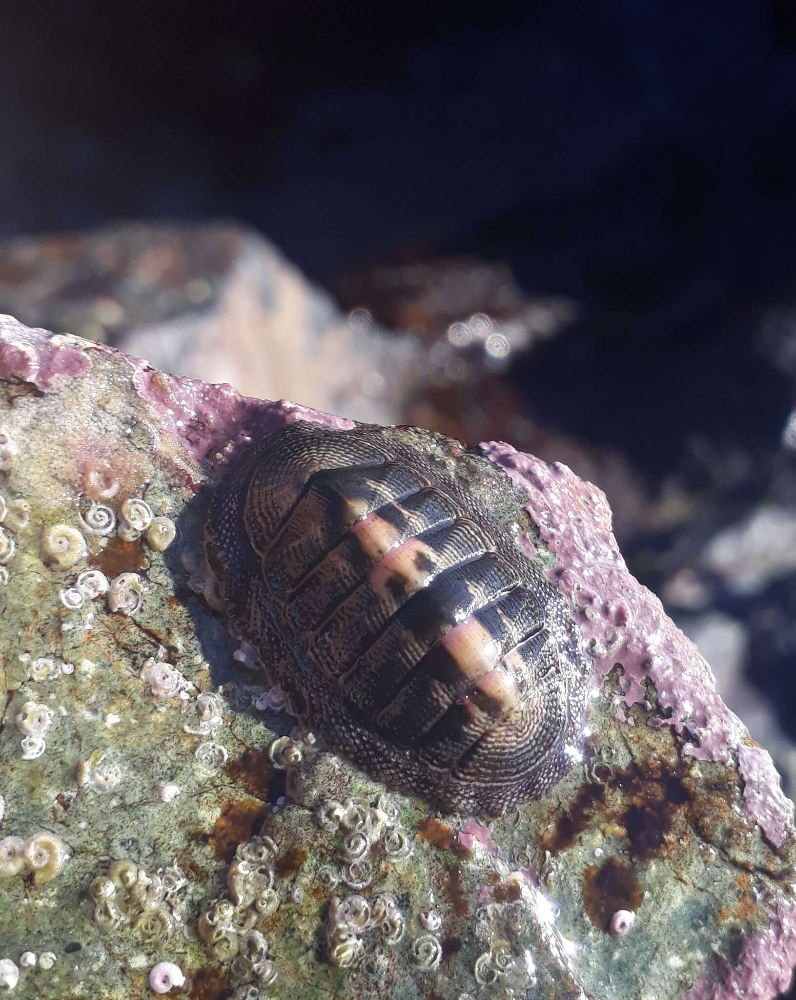 صورة Chiton cumingsii Frembly 1827