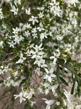 Image of Cyphanthera anthocercidea (F. Müll.) L. Haegi