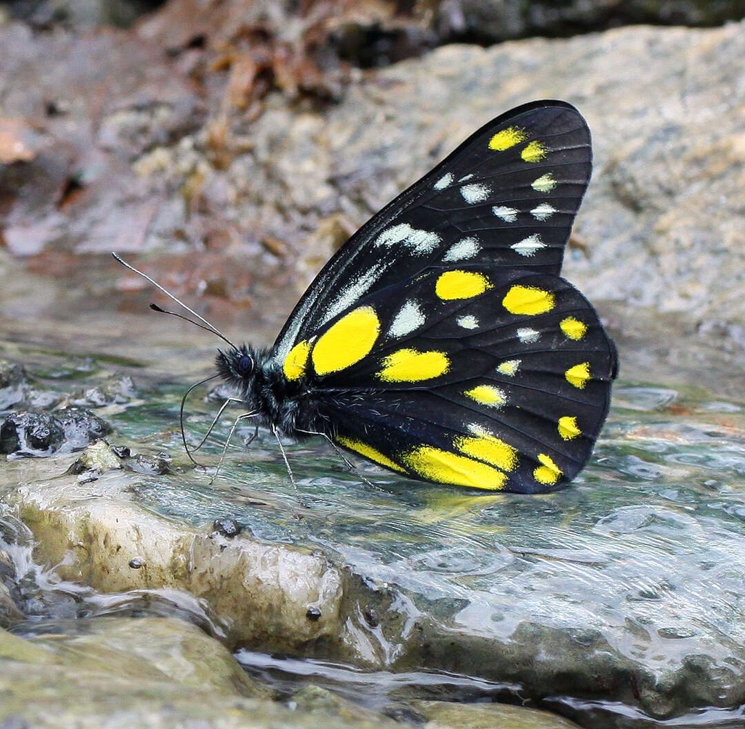 Image of hill jezebel