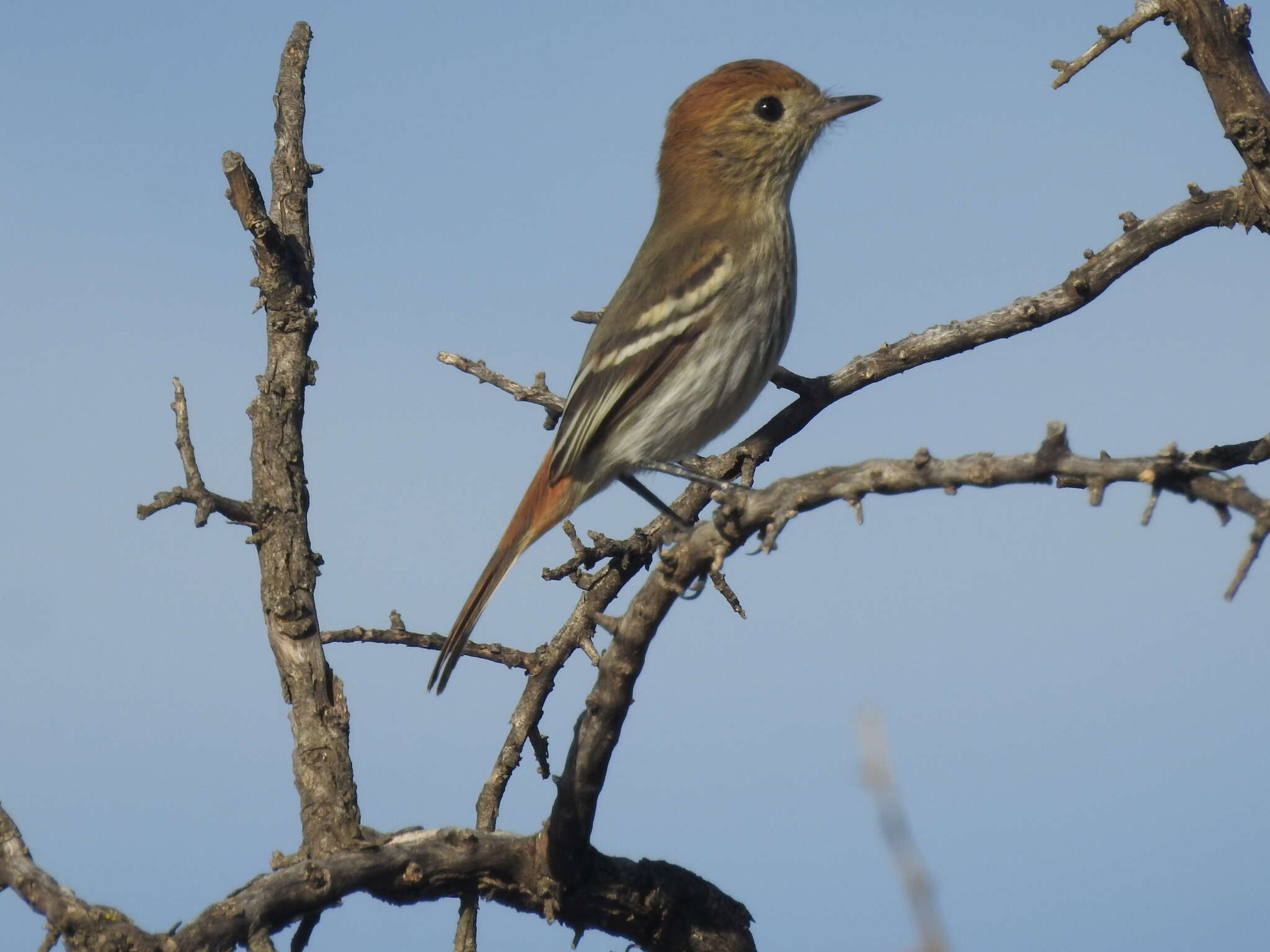 Knipolegus striaticeps (d'Orbigny & Lafresnaye 1837)的圖片