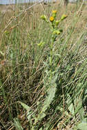 صورة Senecio carpetanus Boiss. & Reut.