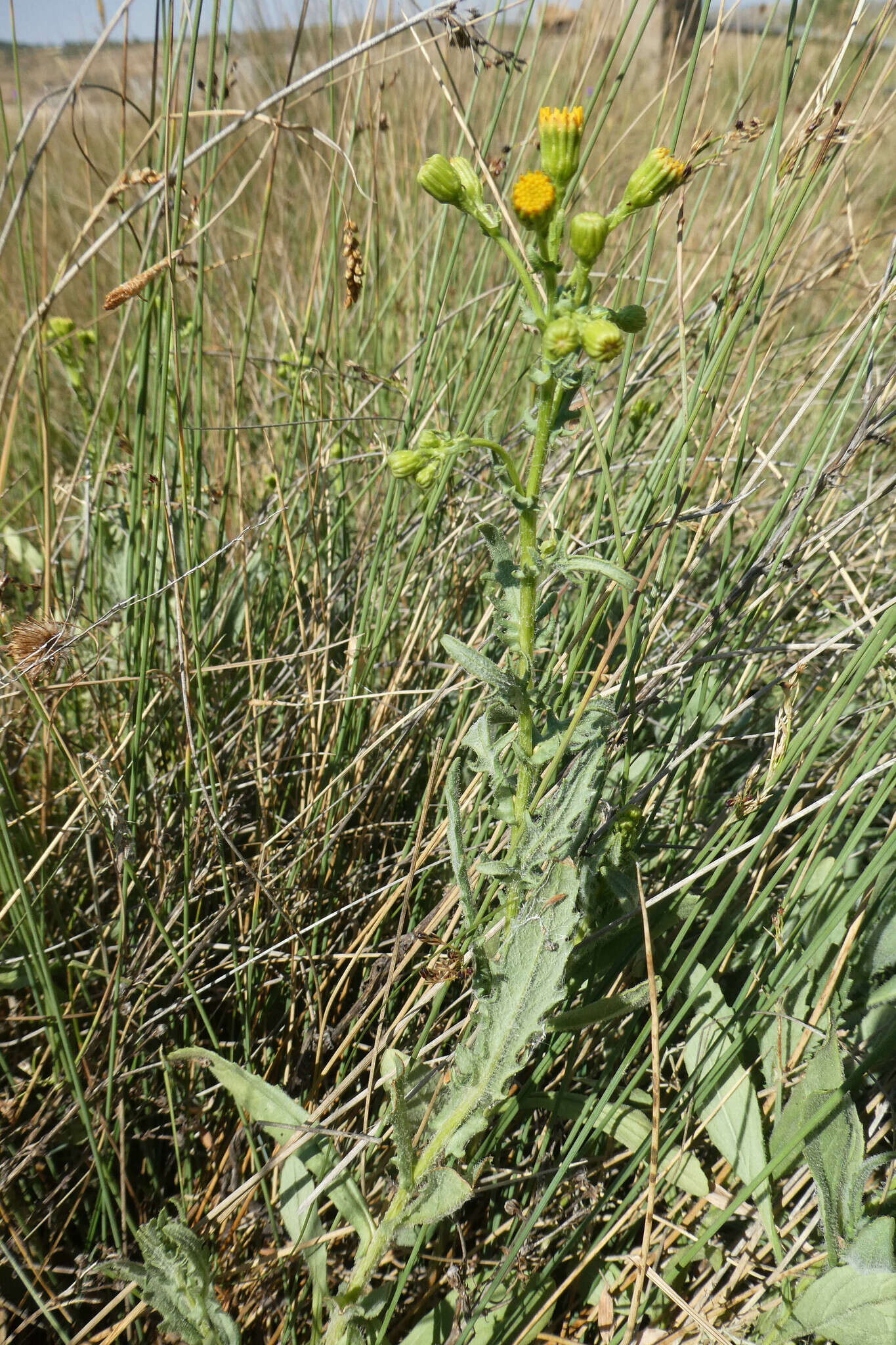 Image of Senecio carpetanus Boiss. & Reut.