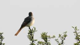 Image of Ash-throated Flycatcher