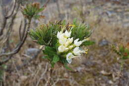 Image of Cantua quercifolia Juss.