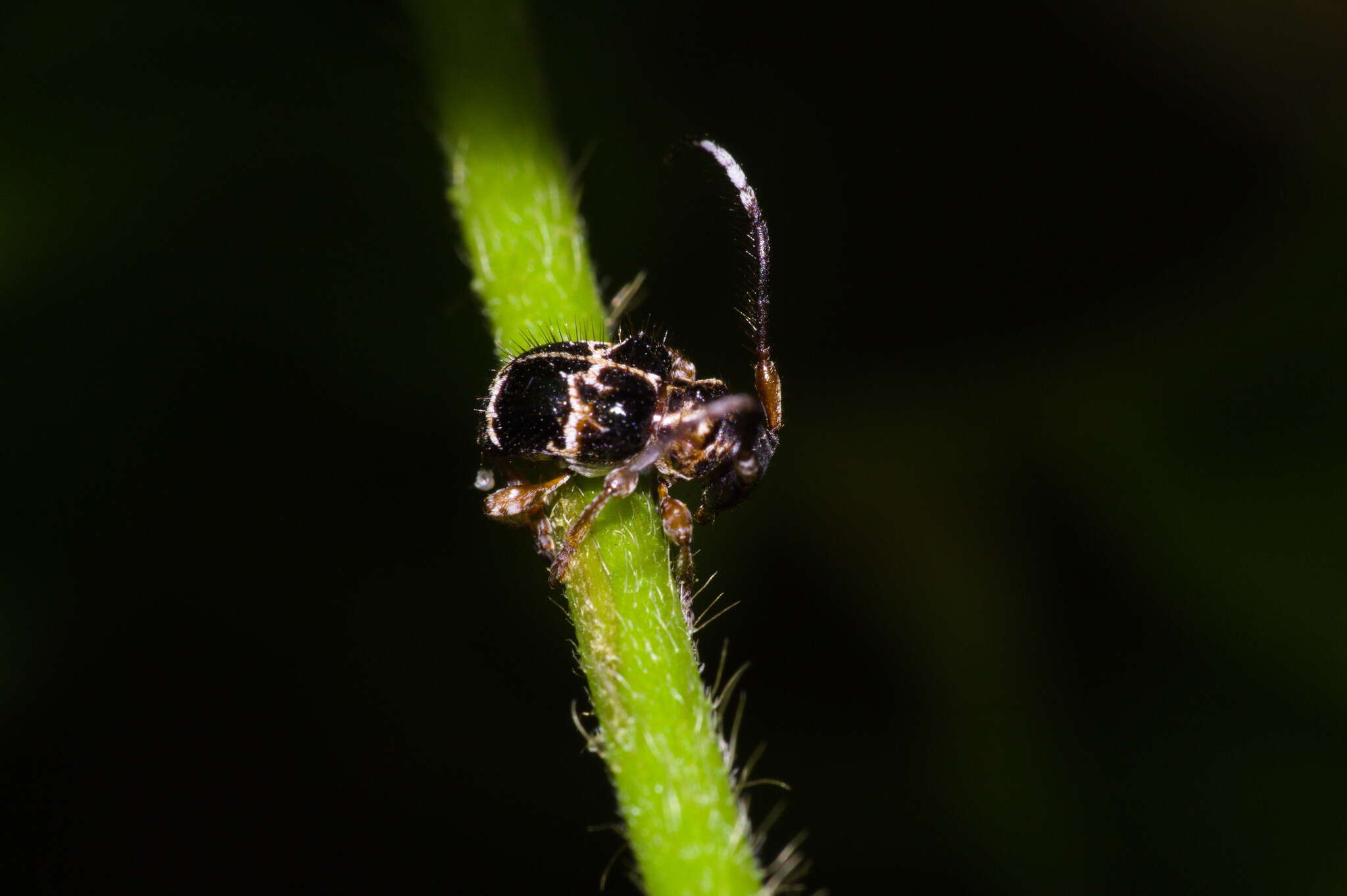 Image of Tessarecphora arachnoides Thomson 1857