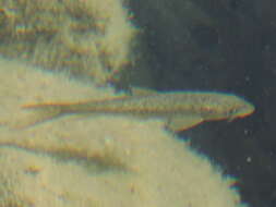 Image of Horse Barbel