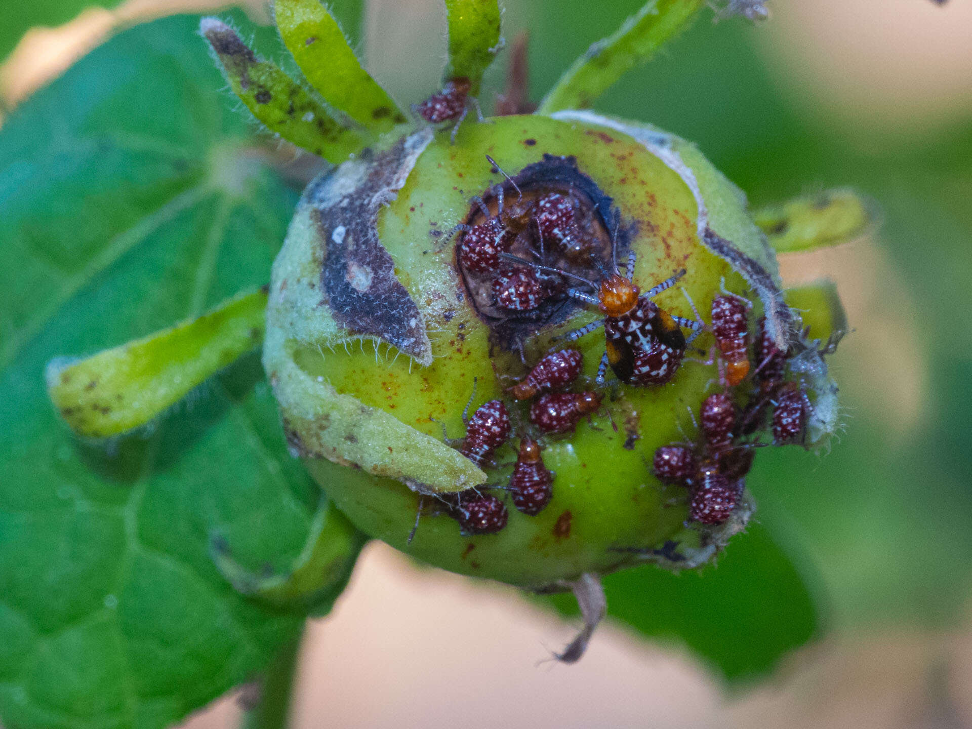 Image of Scentless plant bug