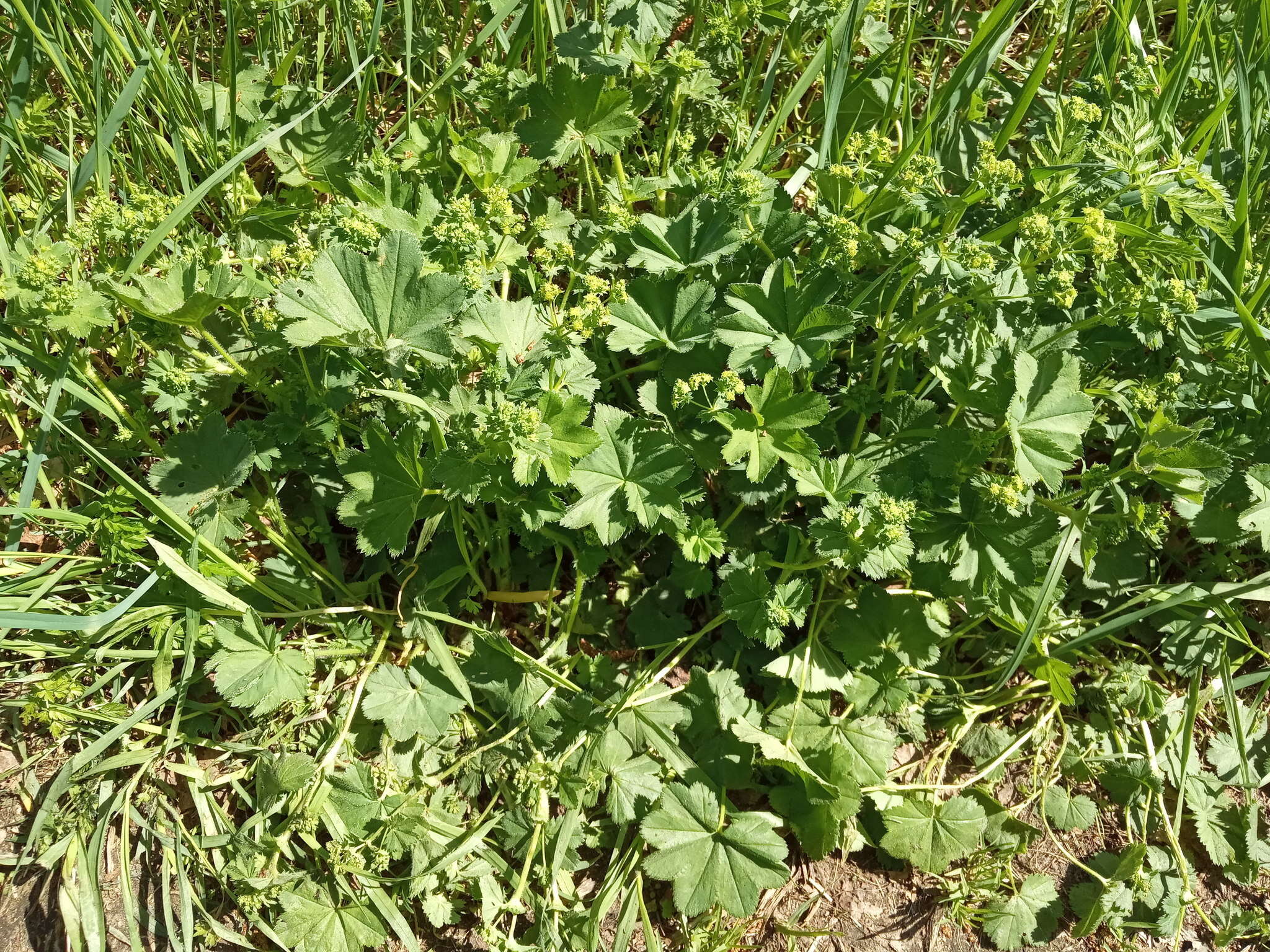 Image of Alchemilla devestiens Juz.