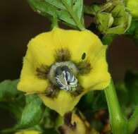 Imagem de Physalis philadelphica Lam.