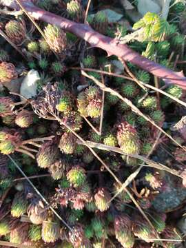 Слика од Petrosedum forsterianum (Sm.) V. Grulich