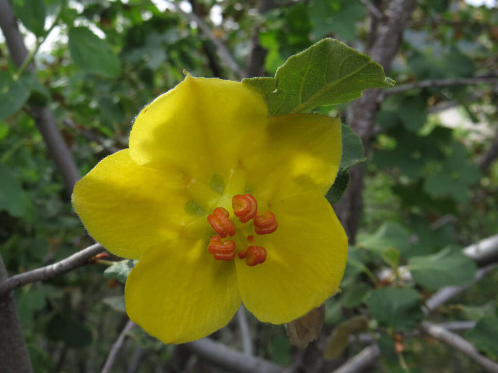 Sivun Fremontodendron californicum (Torr.) Coult. kuva