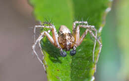 Image of Western Lynx Spider