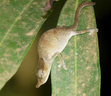 Image of Maroantsetra Chameleon