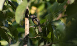 Image of Streak-breasted Honeyeater