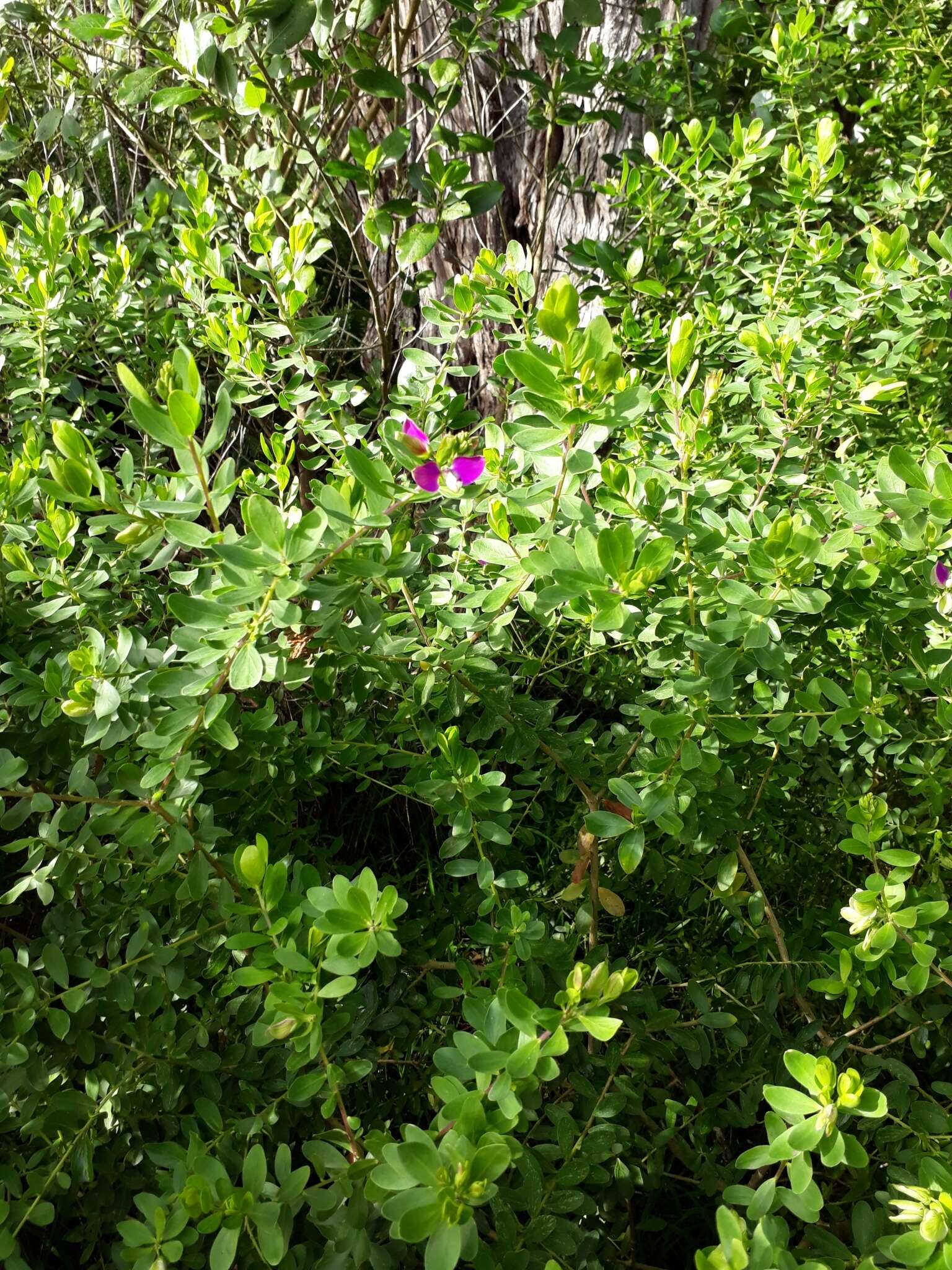 Image of myrtle-leaf milkwort