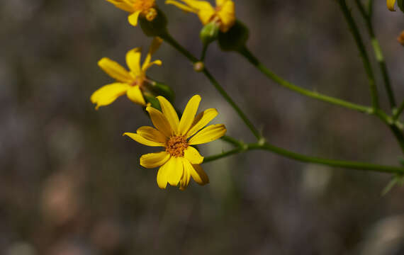 Image of Brewer's ragwort