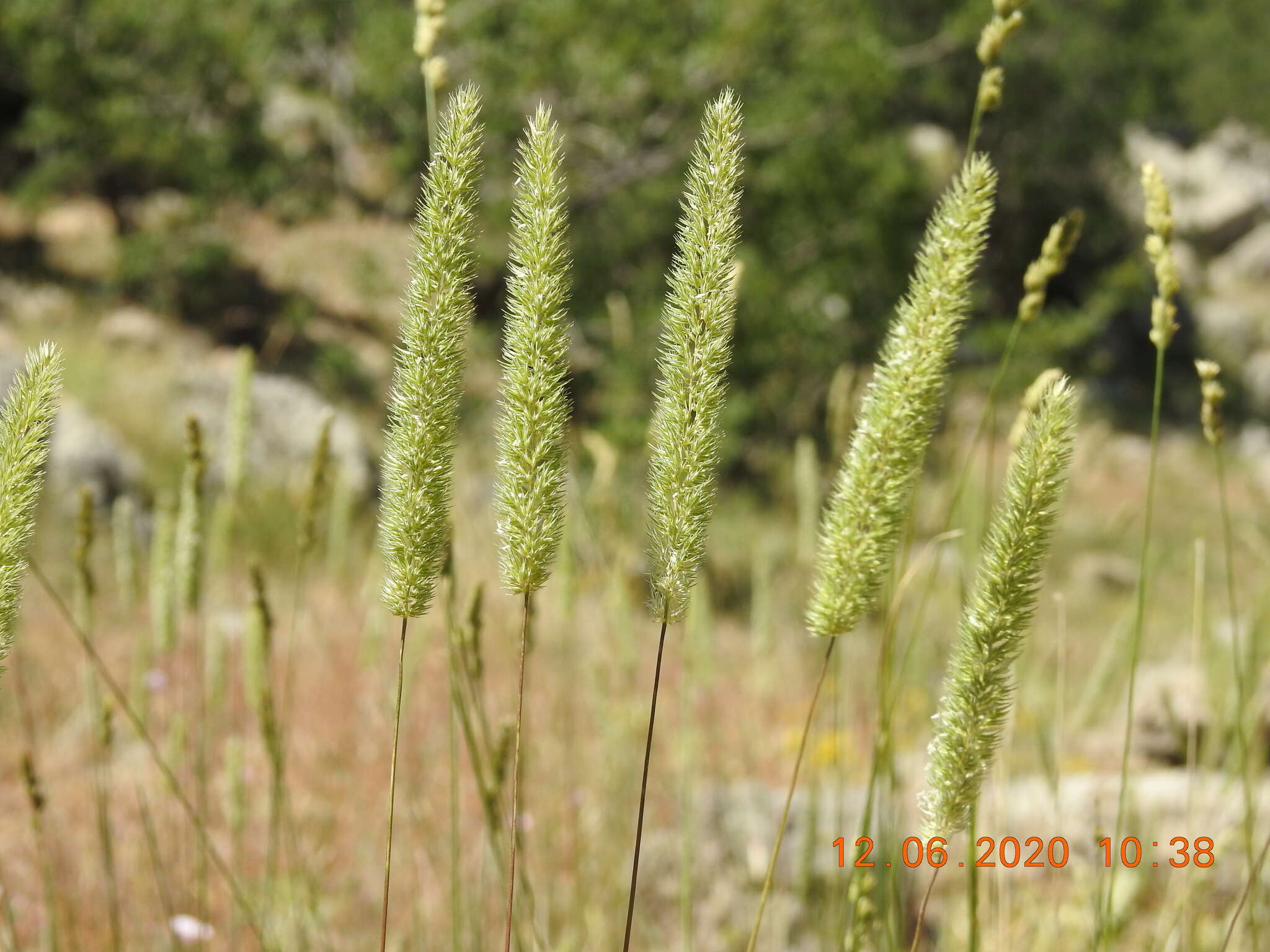 Sivun Phleum montanum K. Koch kuva