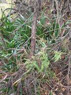 Image of Asparagus scandens Thunb.