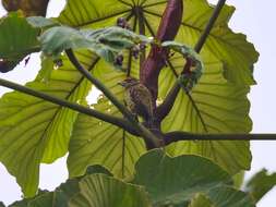 Image of Golden-spangled Piculet