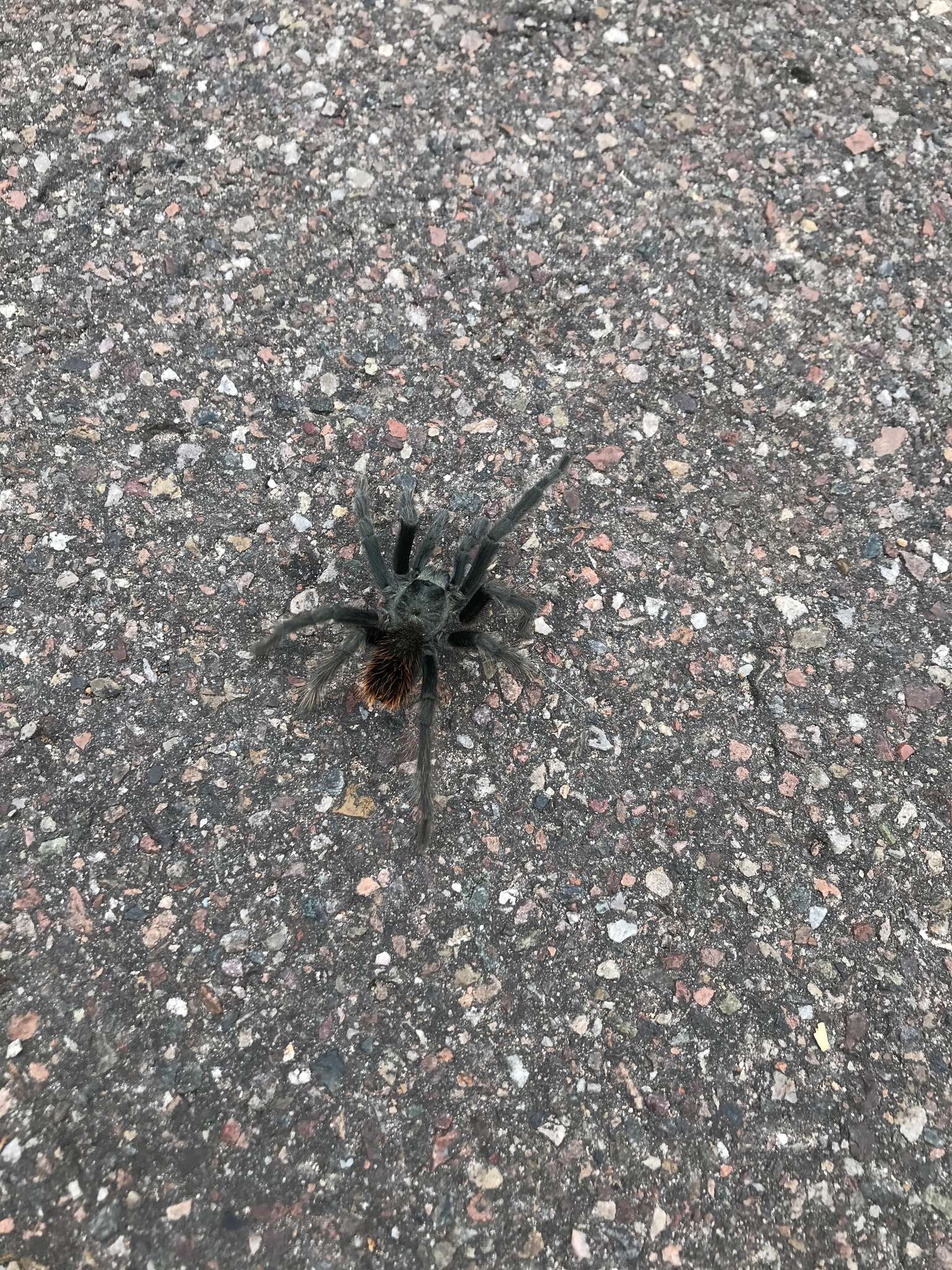 Image of Aphonopelma chiricahua Hamilton, Hendrixson & Bond 2016