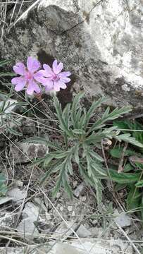 Image of Tuberous Cranesbill