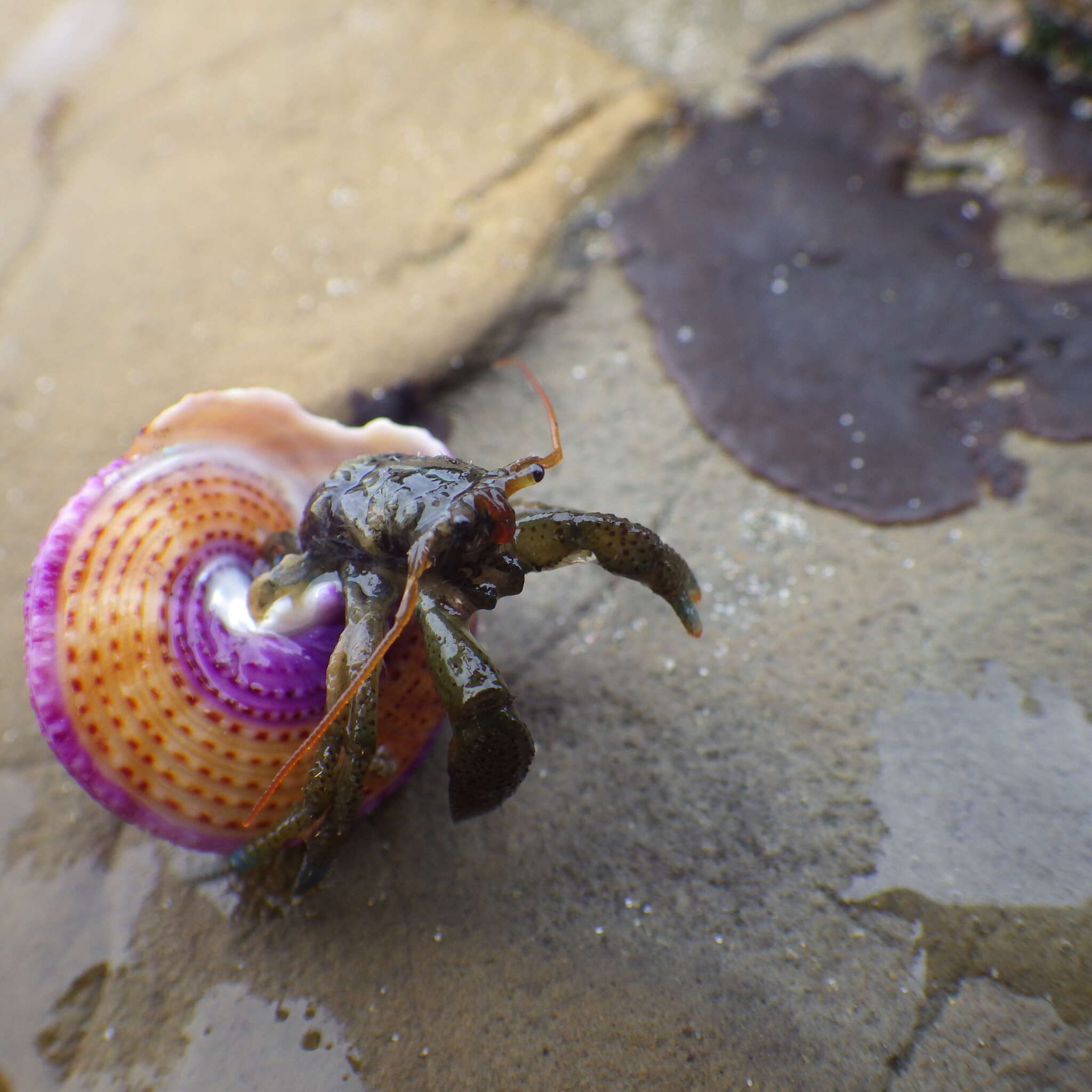 Image of blueband hermit crab