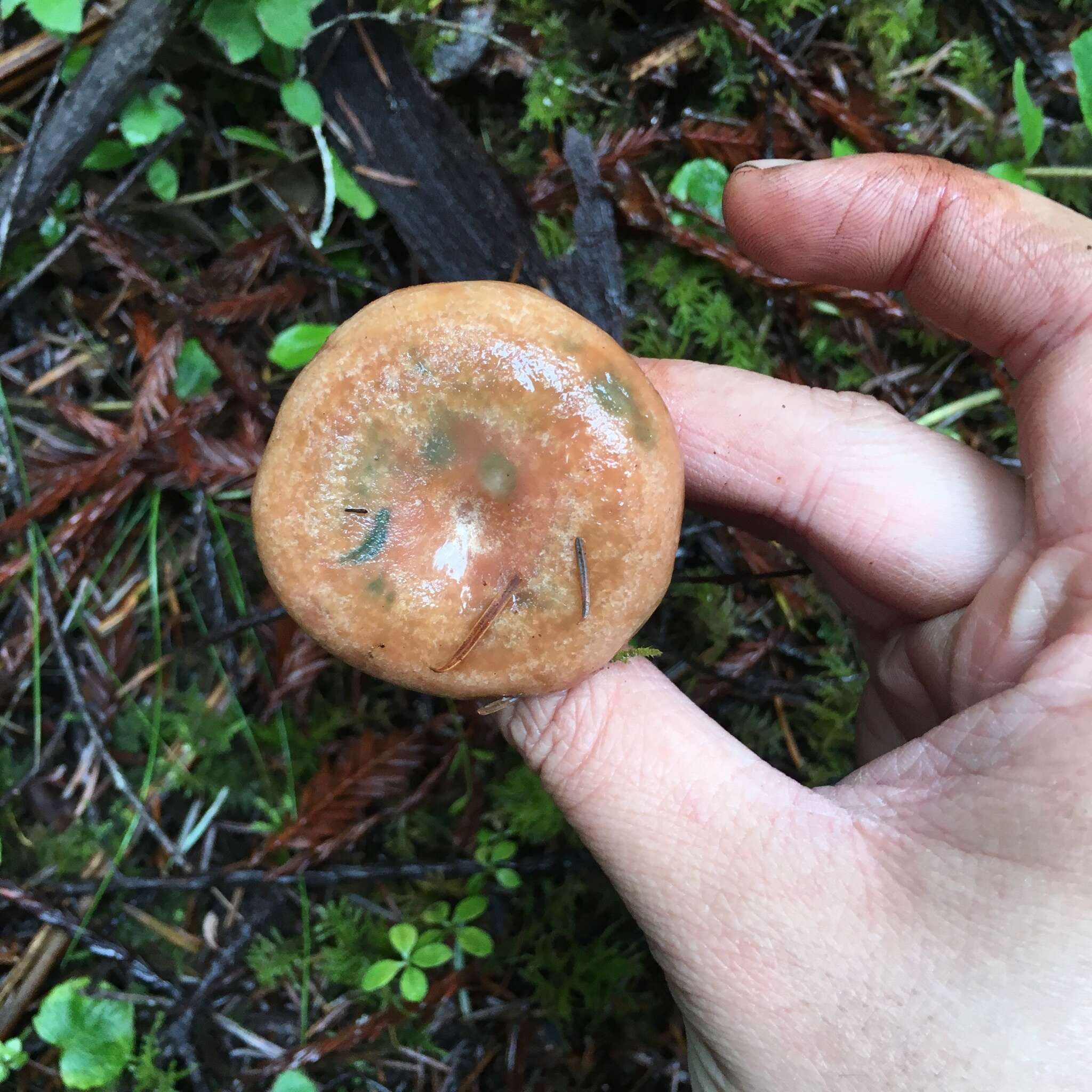 Image of Lactarius rubrilacteus Hesler & A. H. Sm. 1979