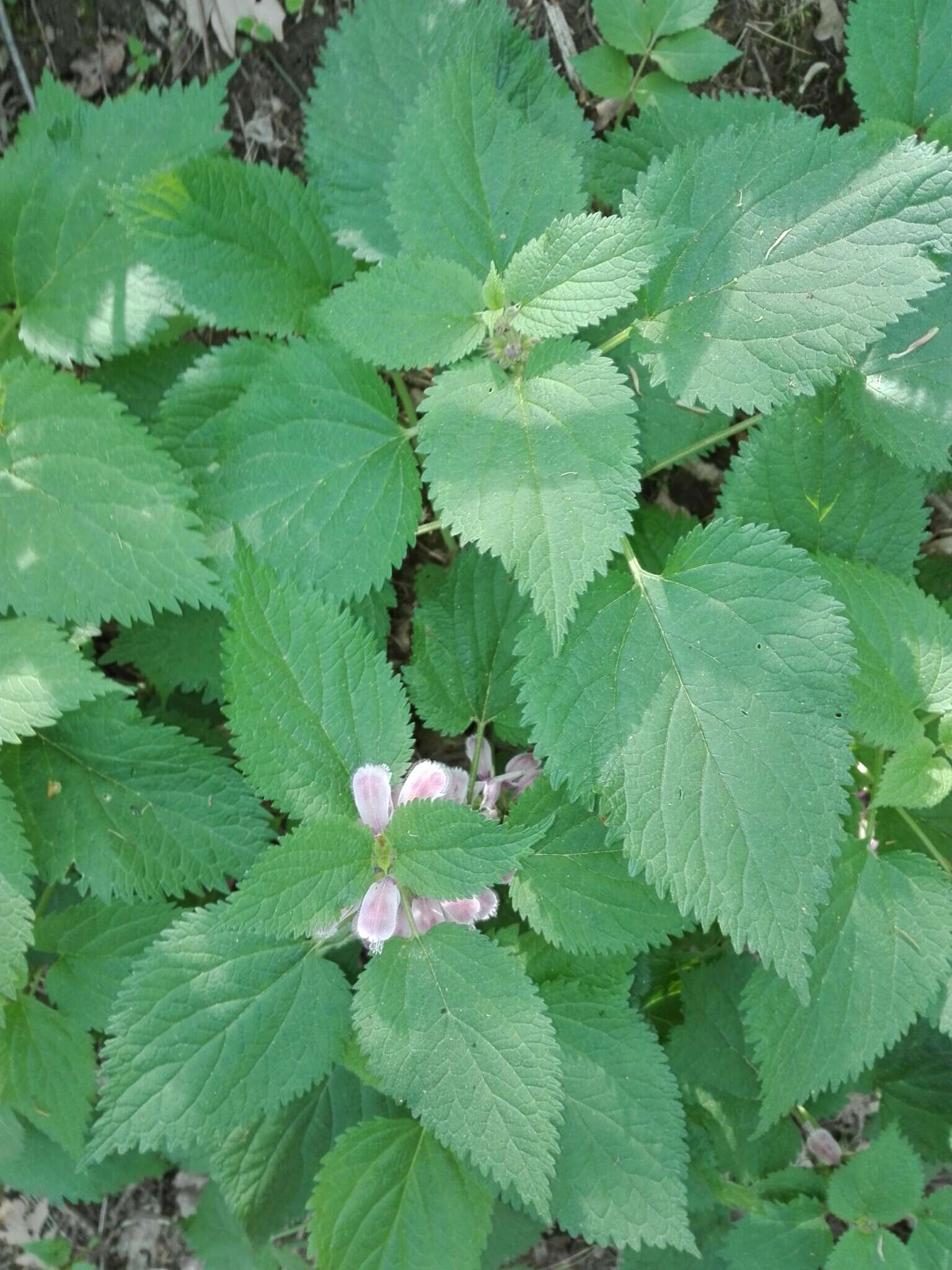 Image of Lamium orvala L.