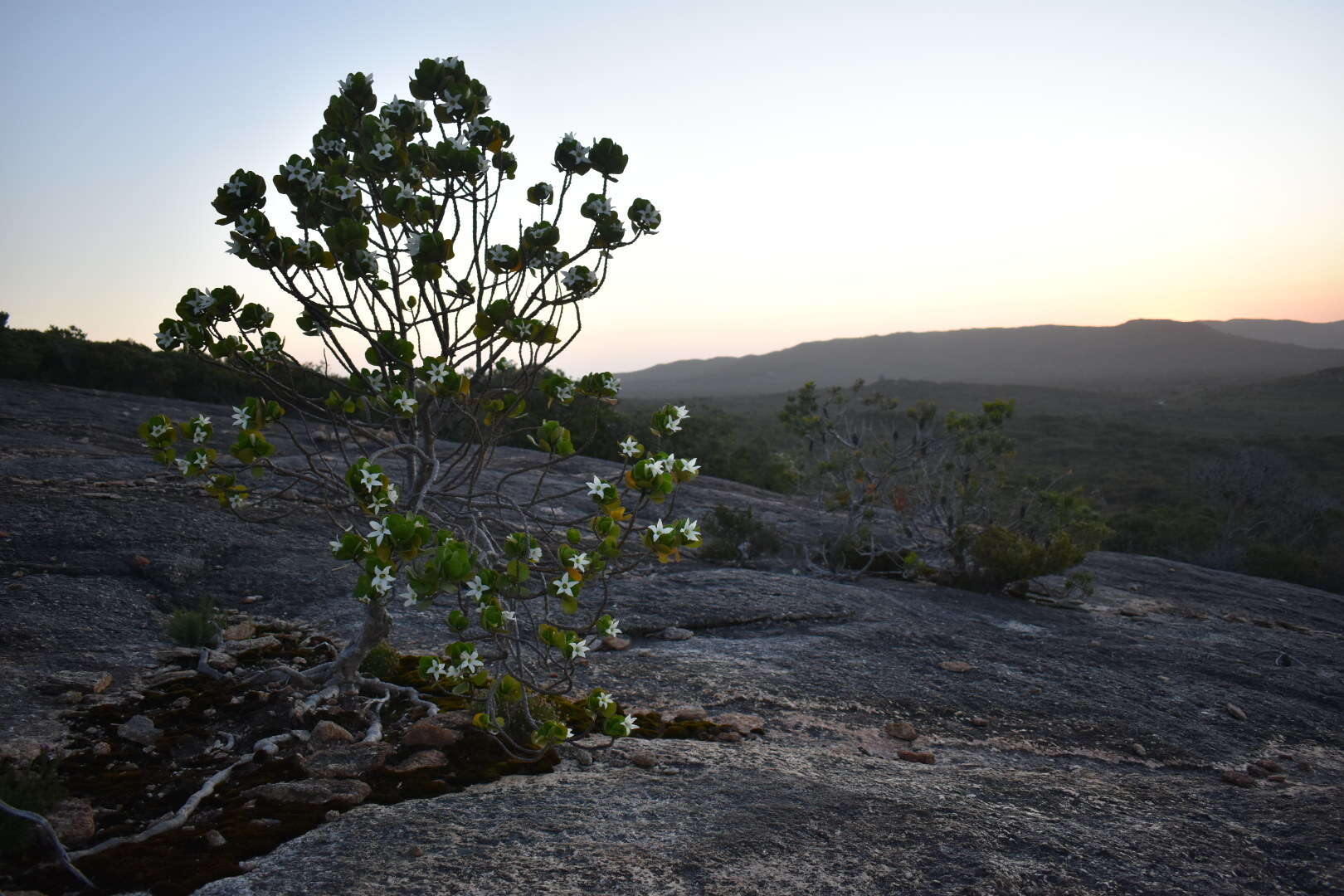 Image of Anthocercis viscosa R. Br.