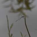 Imagem de <i>Lestes simulatrix</i>