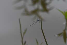 Image of <i>Lestes simulatrix</i>