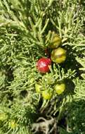 Imagem de Juniperus phoenicea subsp. turbinata (Guss.) Nyman