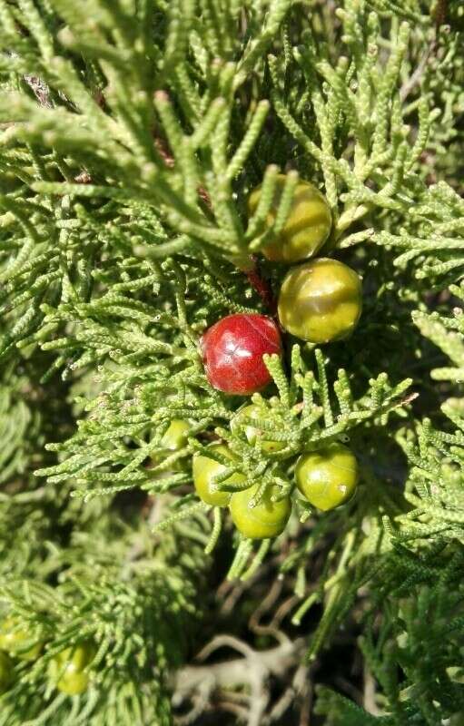 Juniperus phoenicea subsp. turbinata (Guss.) Nyman resmi