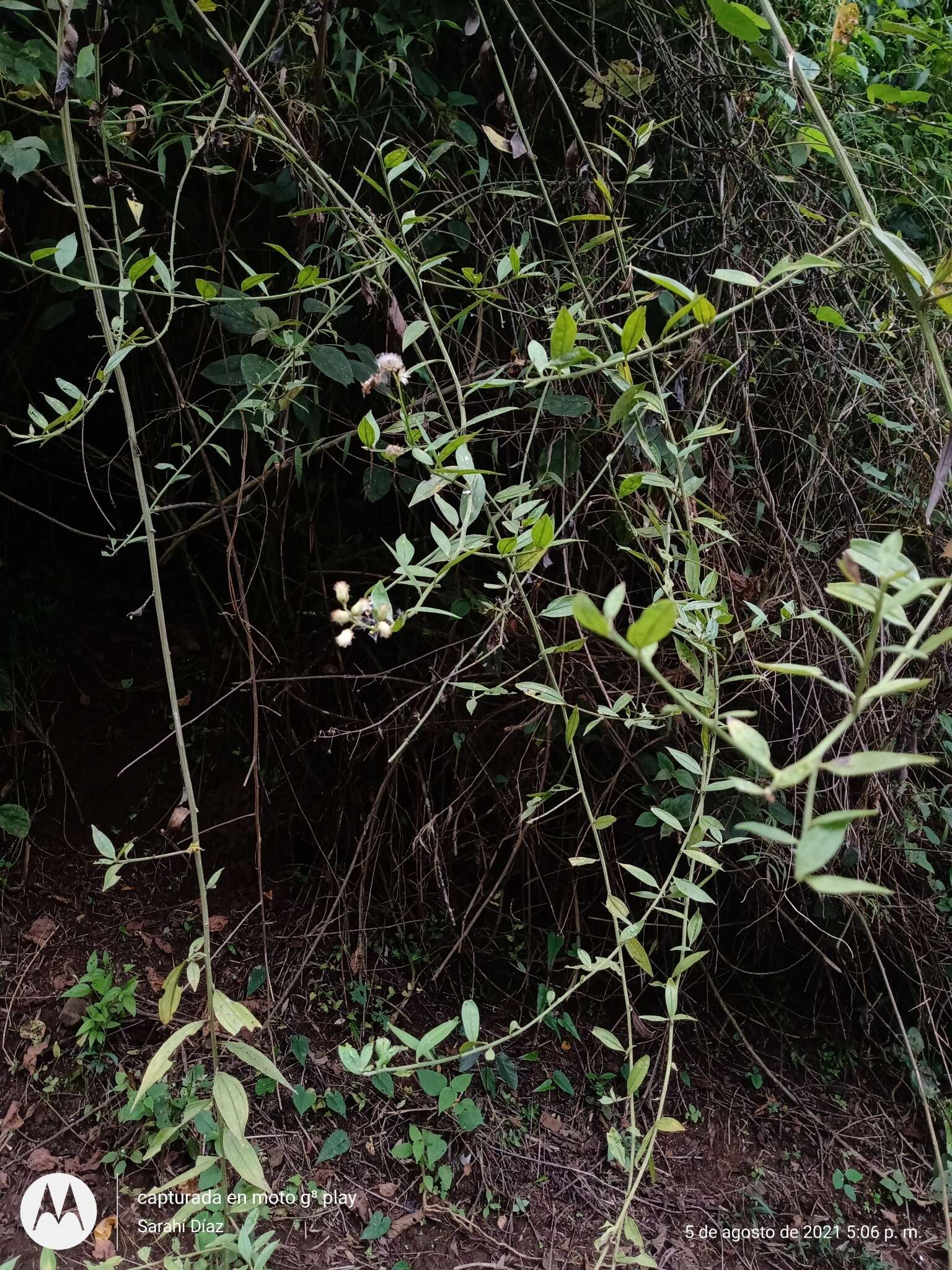 Image of Baccharis trinervis (Lam.) Pers.