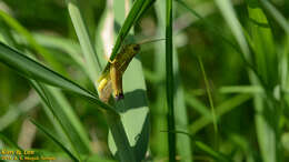 Image of Stethophyma magister (Rehn & J. A. G. 1902)