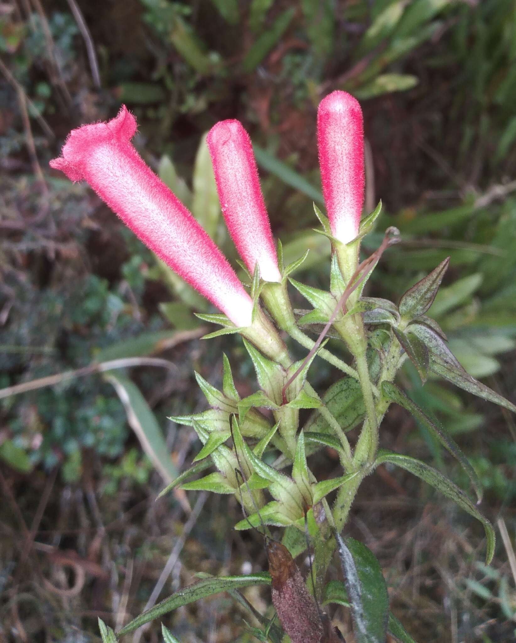 صورة Agalinis megalantha (Diels) W. G. D' Arcy