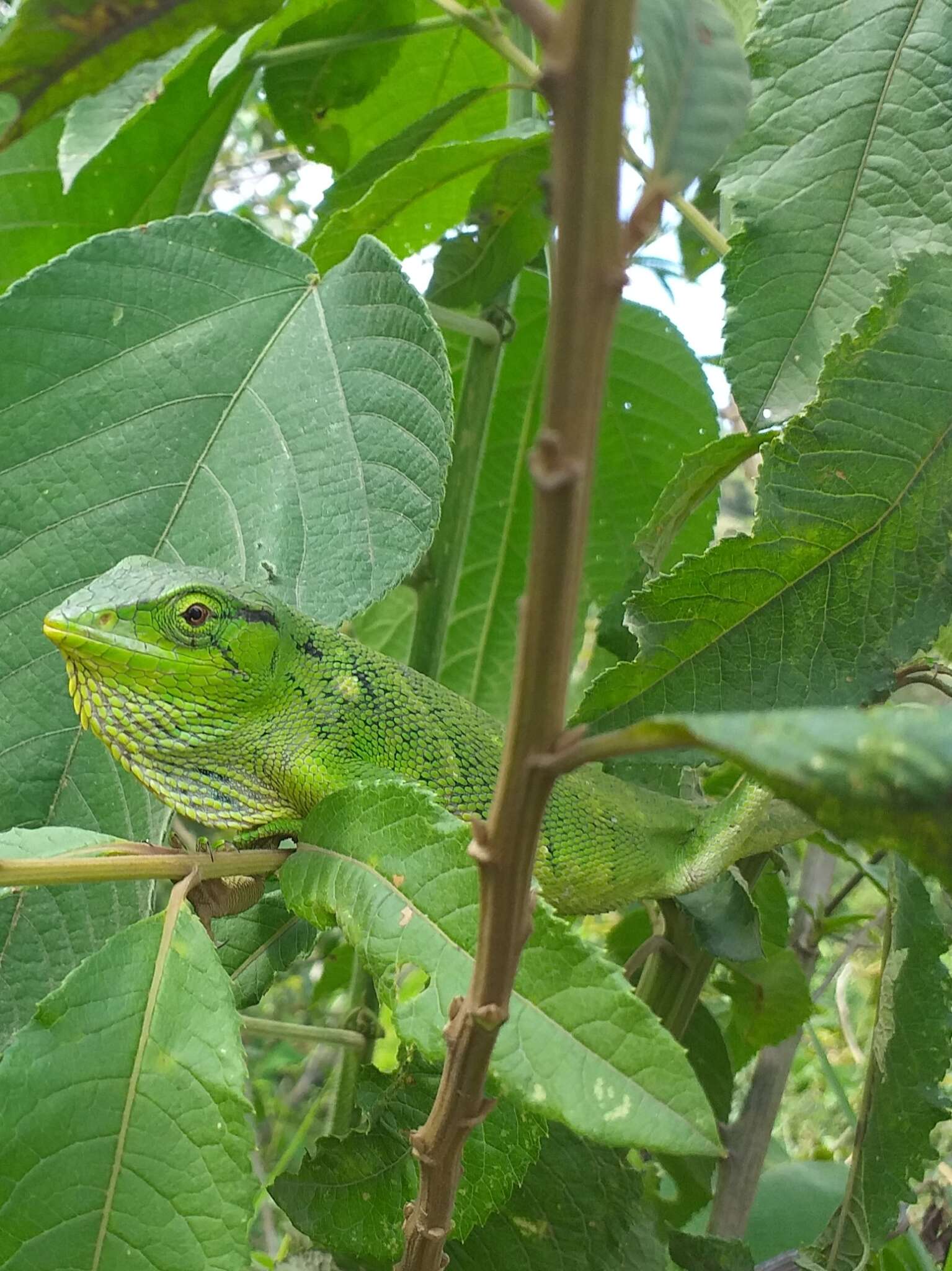 Plancia ëd Polychrus marmoratus (Linnaeus 1758)