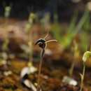 Image of Pterostylis allantoidea R. S. Rogers