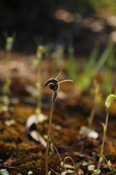 Image of Pterostylis allantoidea R. S. Rogers