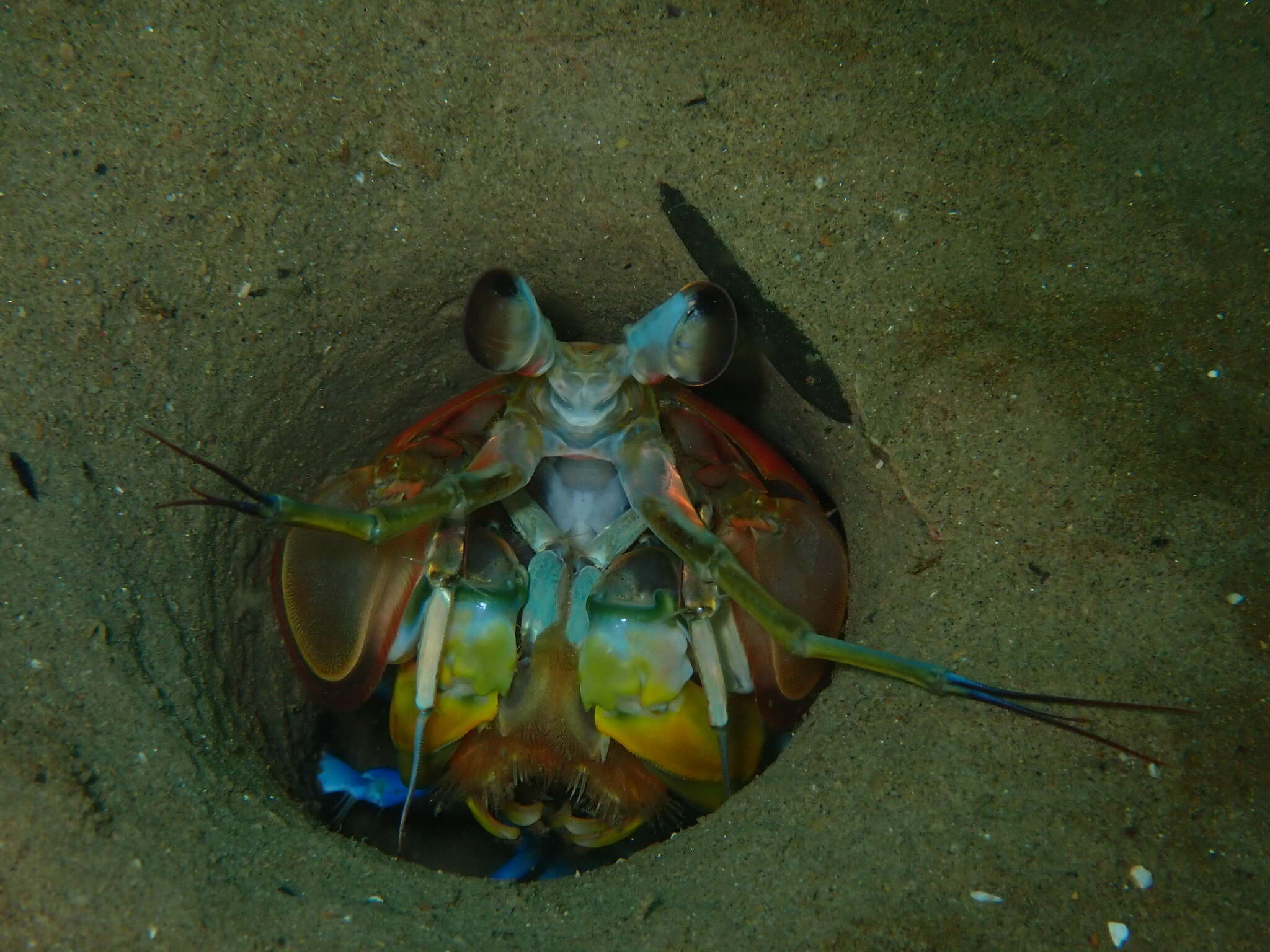 Sivun <i>Hemisquilla californiensis</i> kuva