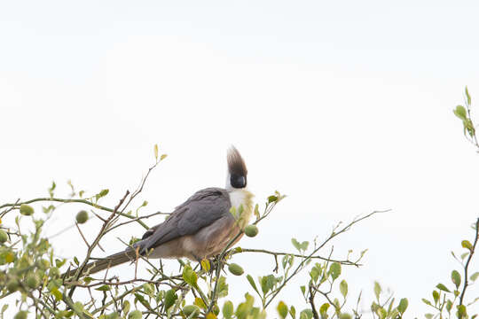 Image of Bare-faced Go-away Bird