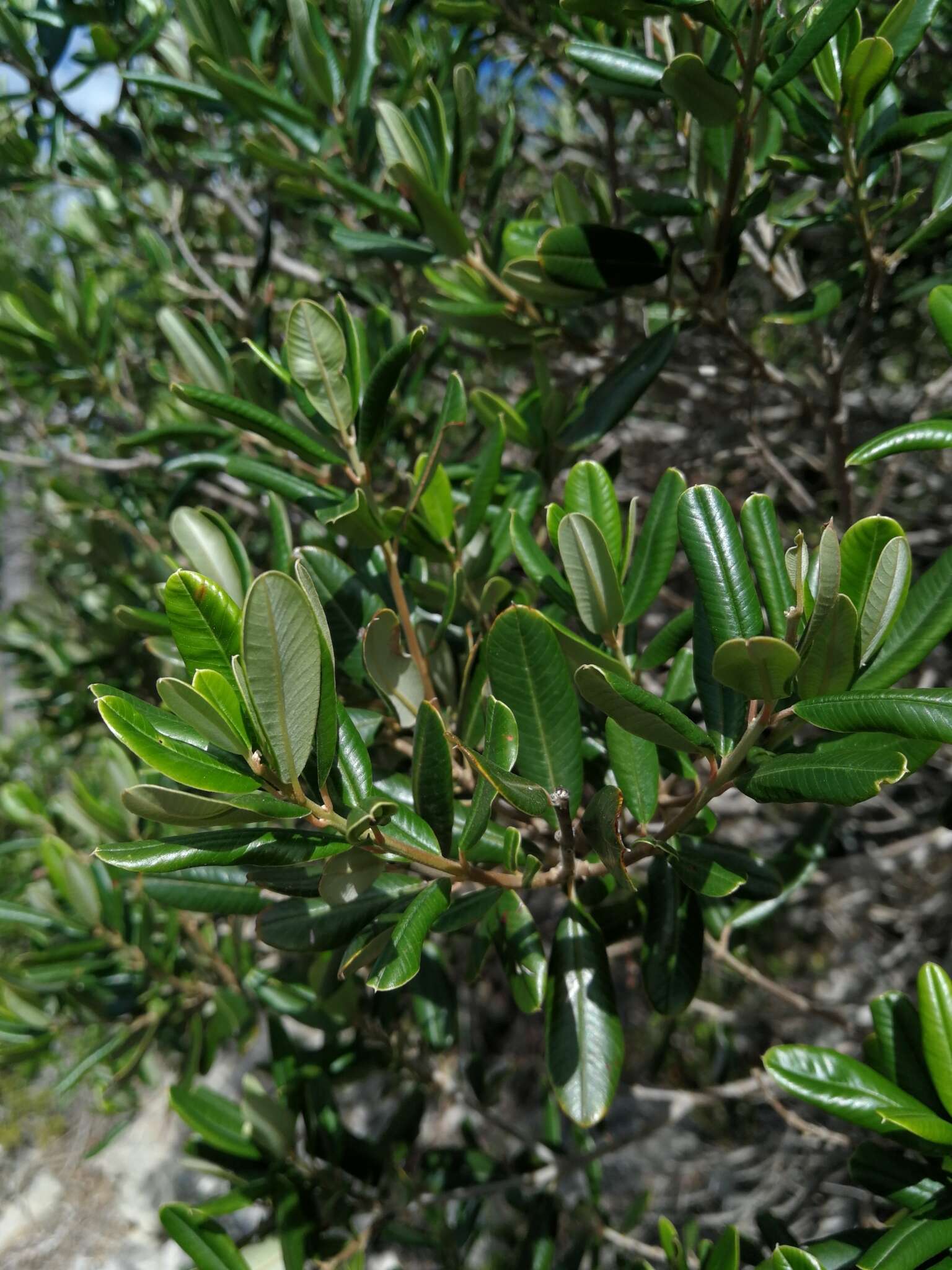 Plancia ëd Ozoroa mucronata (Bernh. ex Krauss) R. & A. Fernandes