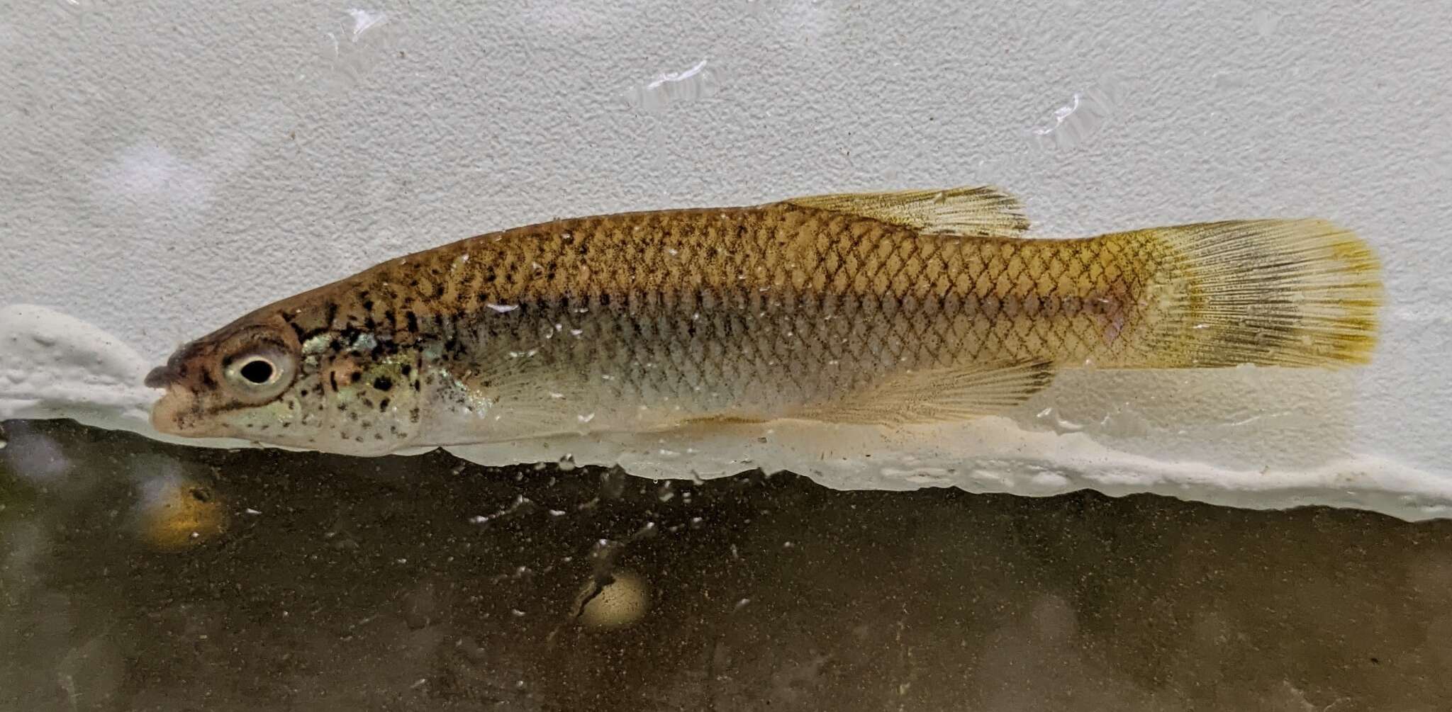 Image of Speckled killifish