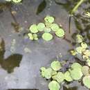 Imagem de Bacopa egensis (Poepp.) Pennell