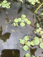 Image de Bacopa egensis (Poepp.) Pennell