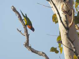 Image of Red-collared Lorikeet