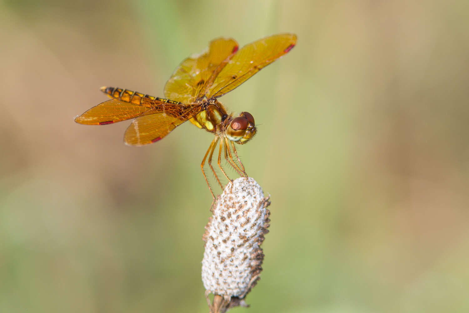 Image of Eastern Amberwing