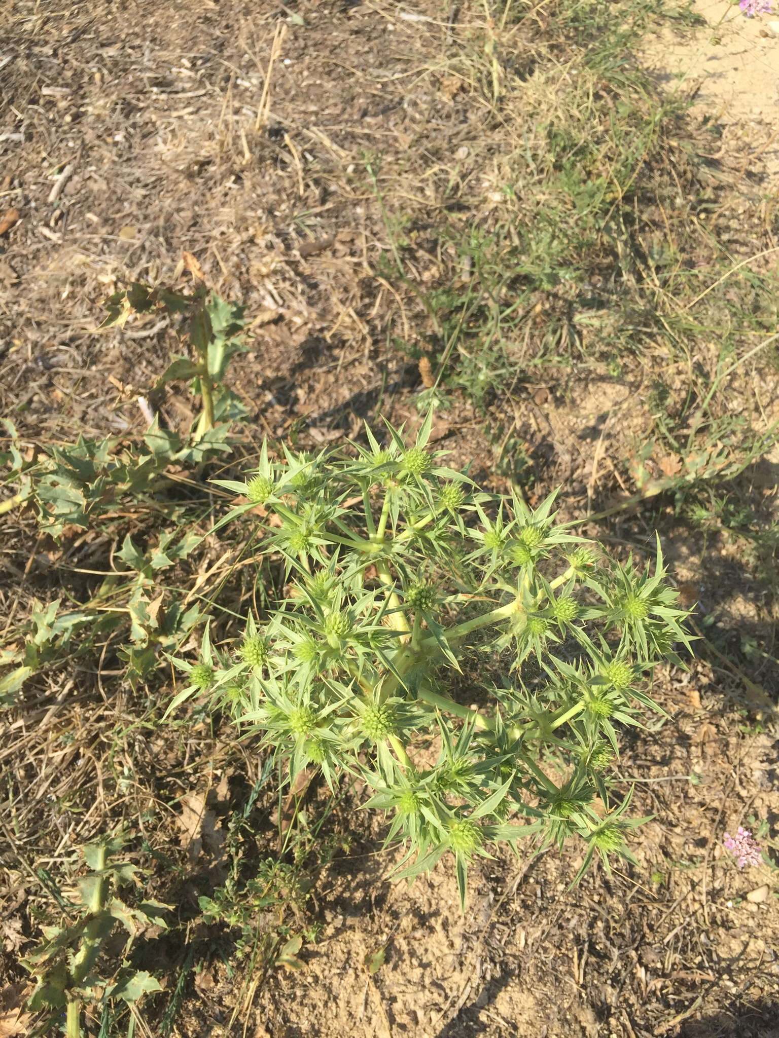 Image of field eryngo