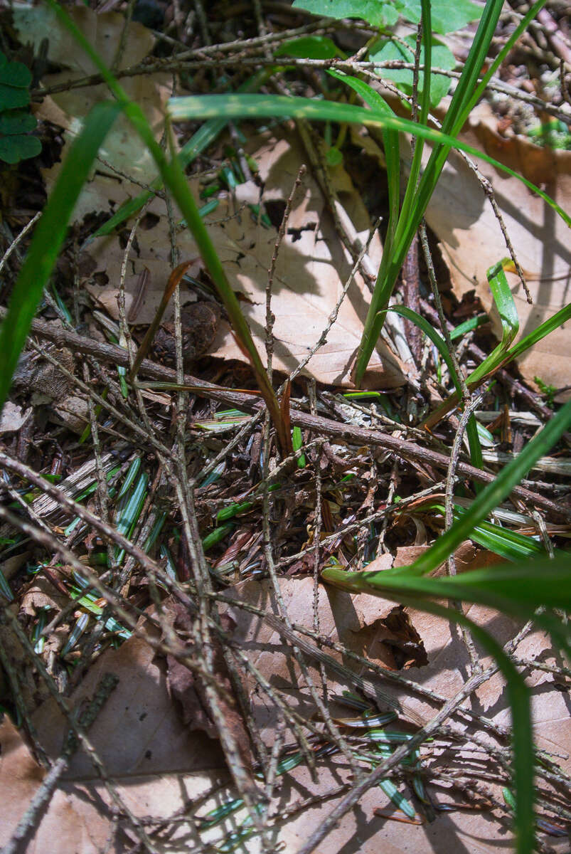 Imagem de Carex debilis var. rudgei L. H. Bailey