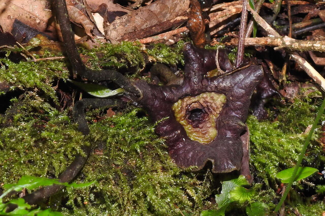 Image of Asarum hypogynum Hayata